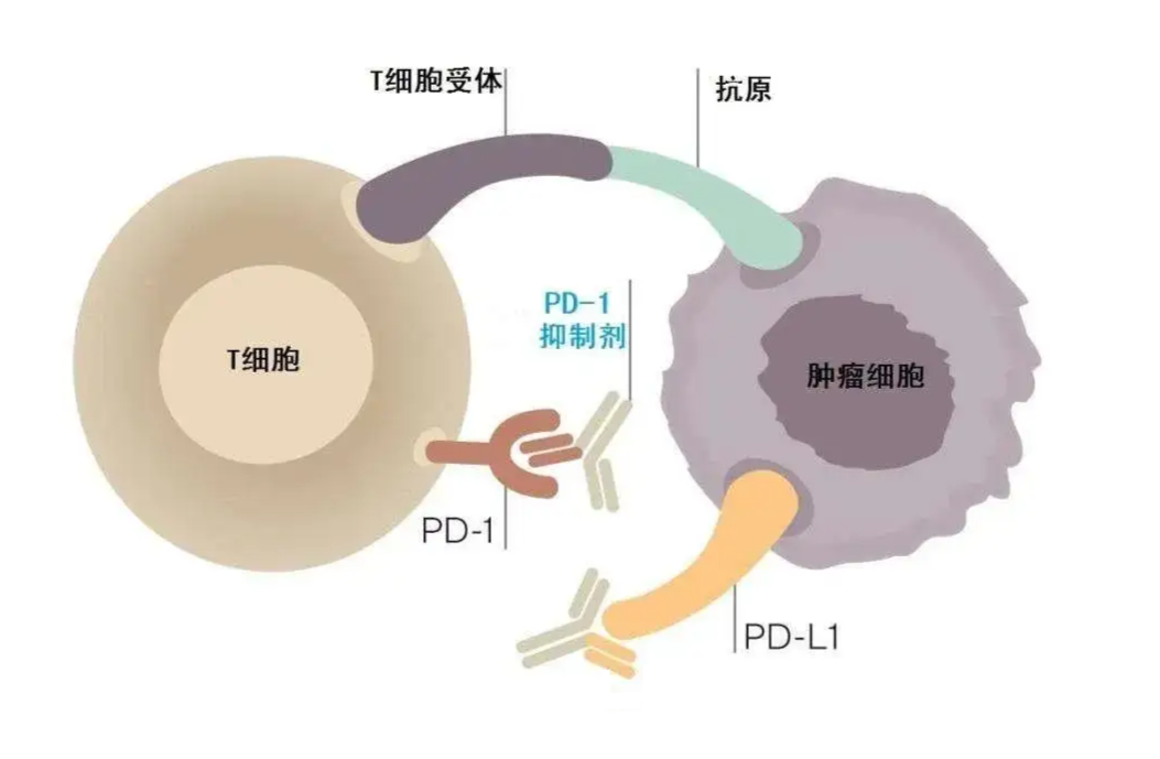 新澳精准资料免费提供265期003期 11-22-07-39-42-18T：06,新澳精准资料免费提供，探索第265期与003期的奥秘（附11-22-07-39-42-18T，06）